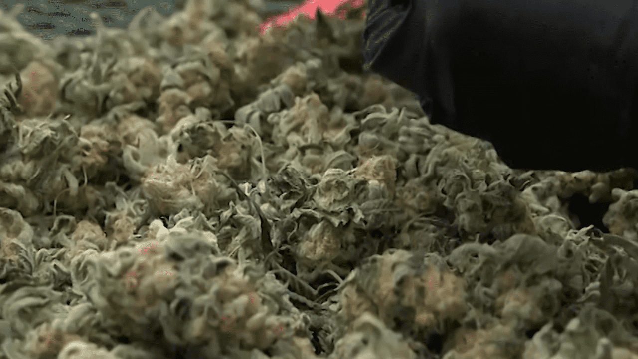 Date set for cannabis license application lottery in Minnesota - ABC 6 News