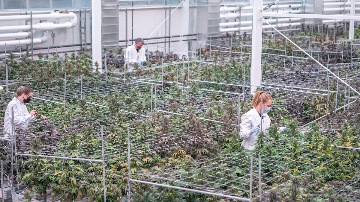 Higher Returns with Aurora Cannabis – Initiation Report