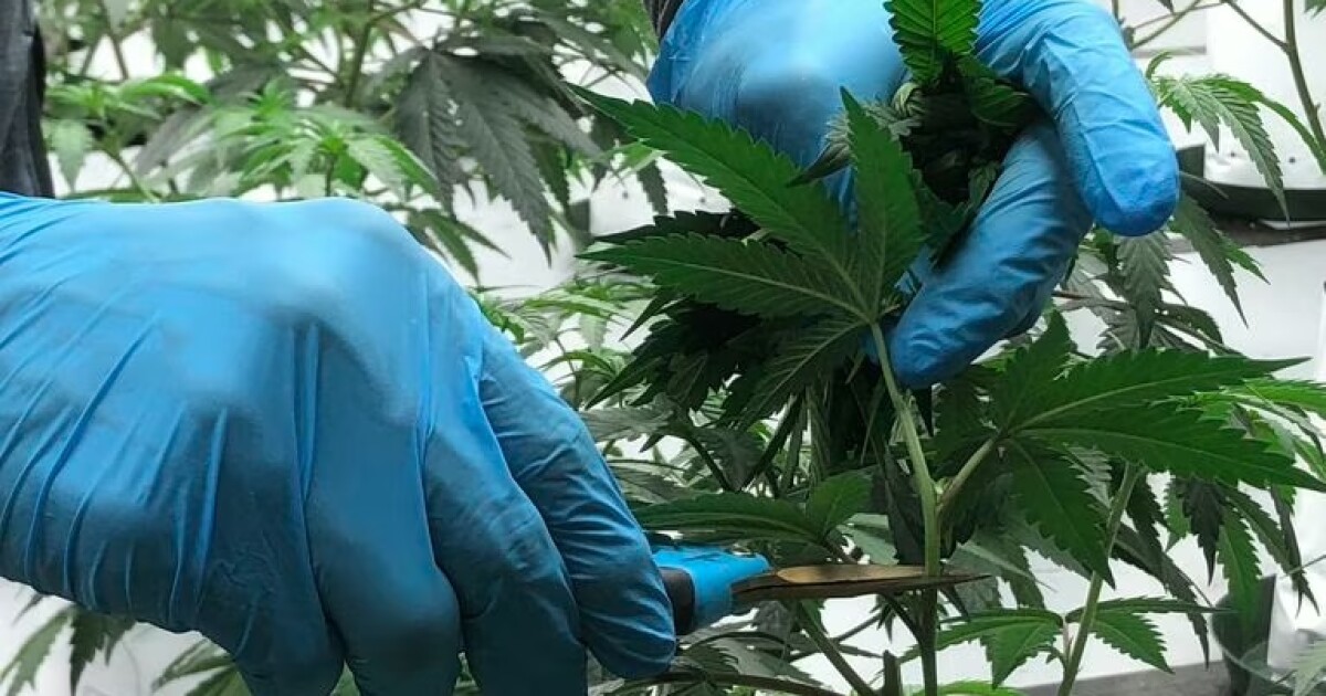 Round Valley Indian Tribe sues California and county law enforcement after cannabis raids