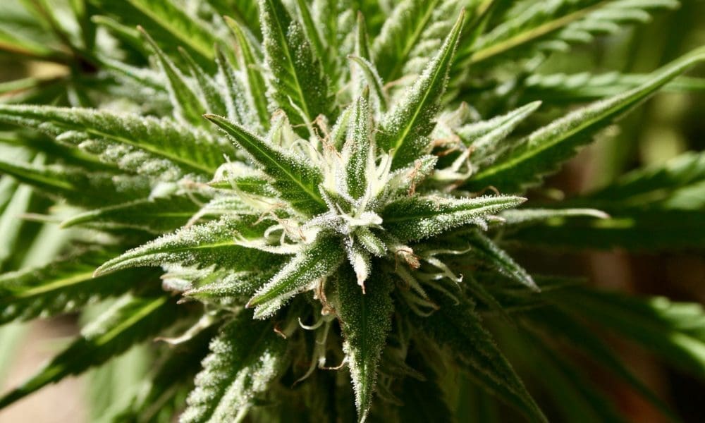 Alcohol industry tells Congress to scale back hemp ban (Newsletter: June 10, 2025)