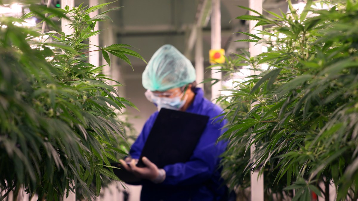Tory peer’s cannabis medicines firm goes under