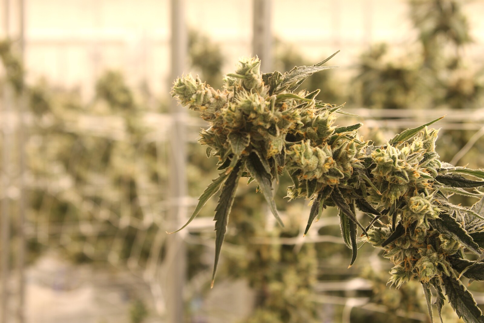 Cannabis law causes consternation in Becker County - Detroit Lakes Tribune