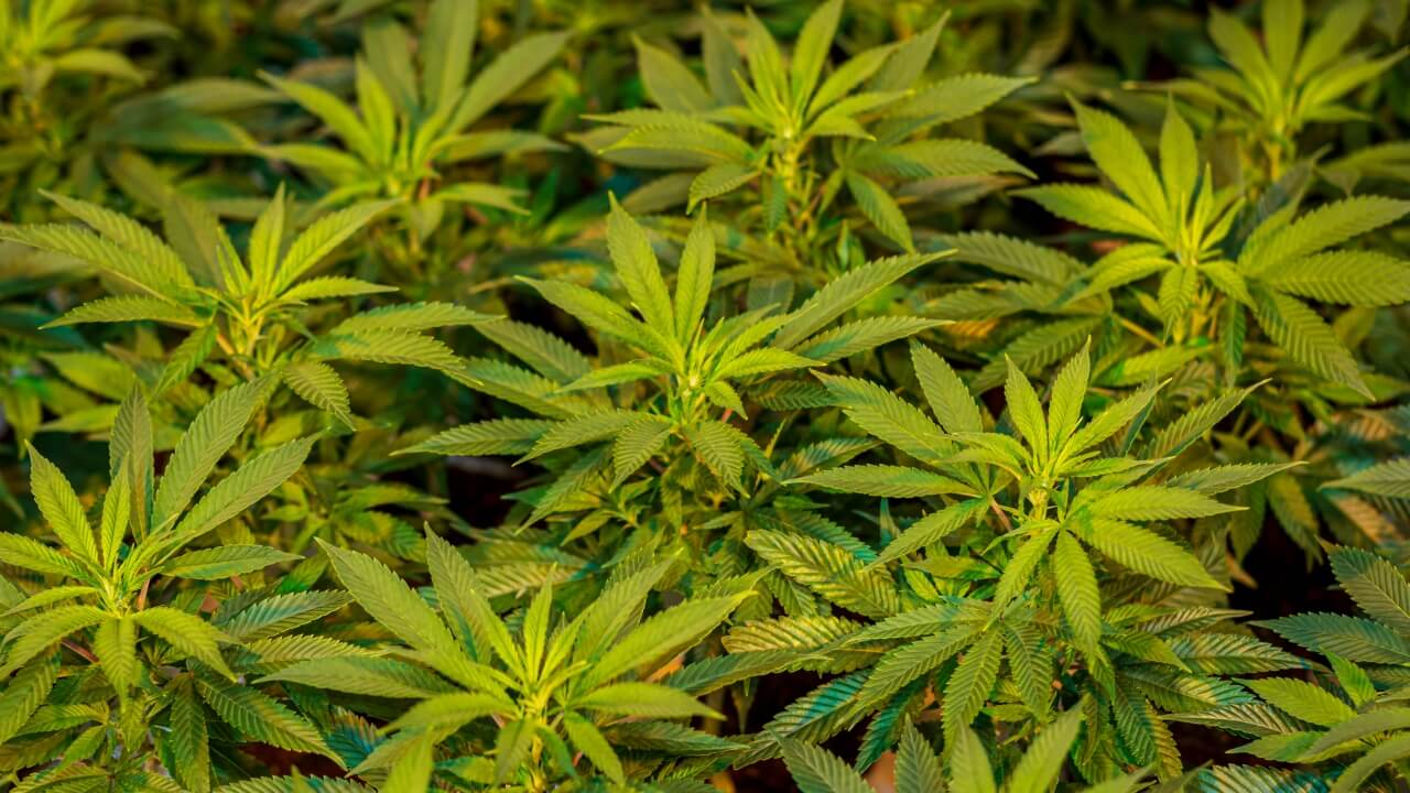 8 things to know about becoming a successful cannabis grower