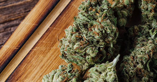 THC Content in Cannabis Has Surged: Here’s What You Need to Know | BU Today