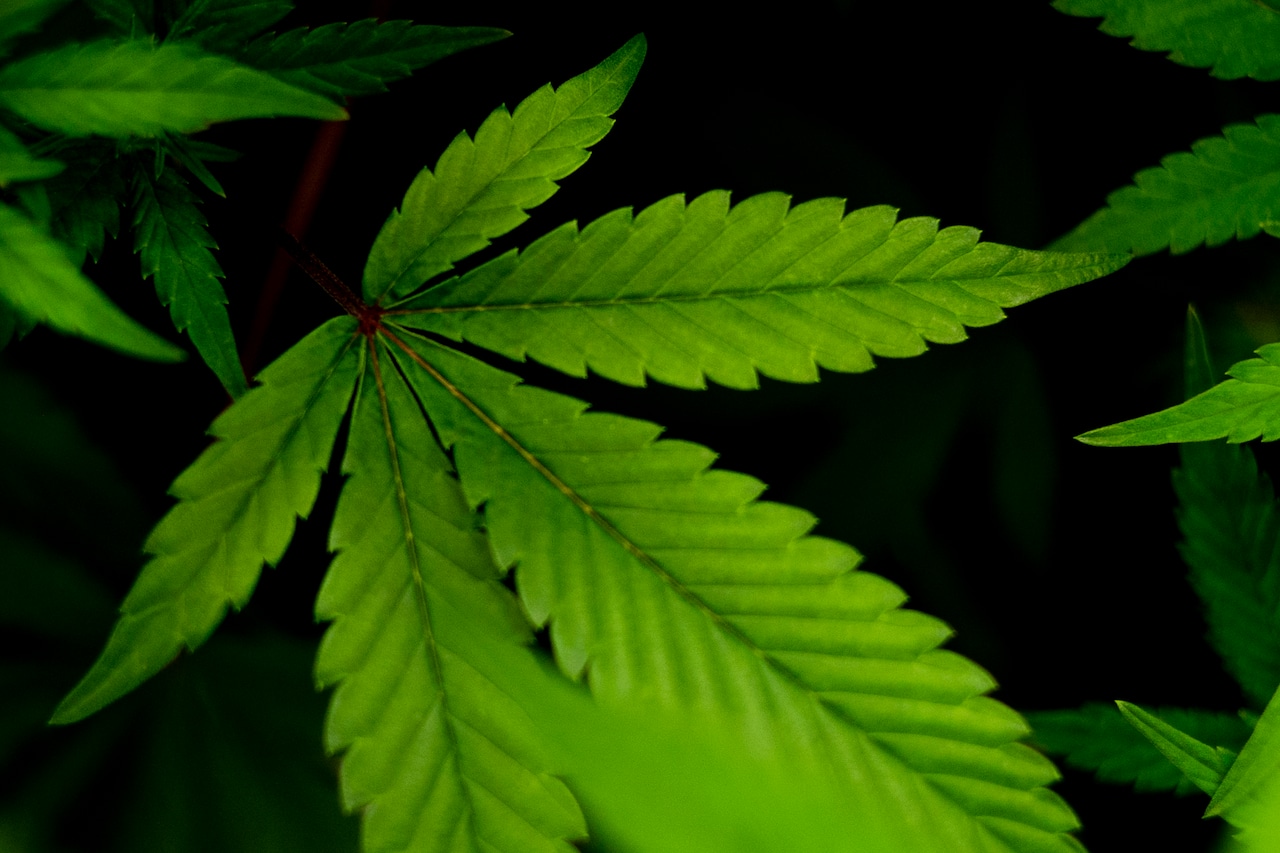 Former EMU football player turned marijuana entrepreneur banned from industry