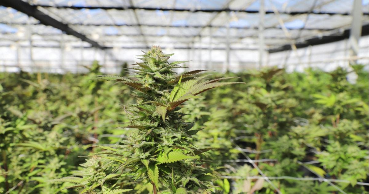 Australian Cannabis Cultivator Guild Launches
