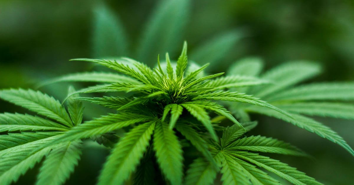 Cannabis retailer Trulieve reports Q1 2025 earnings results – BNN Bloomberg