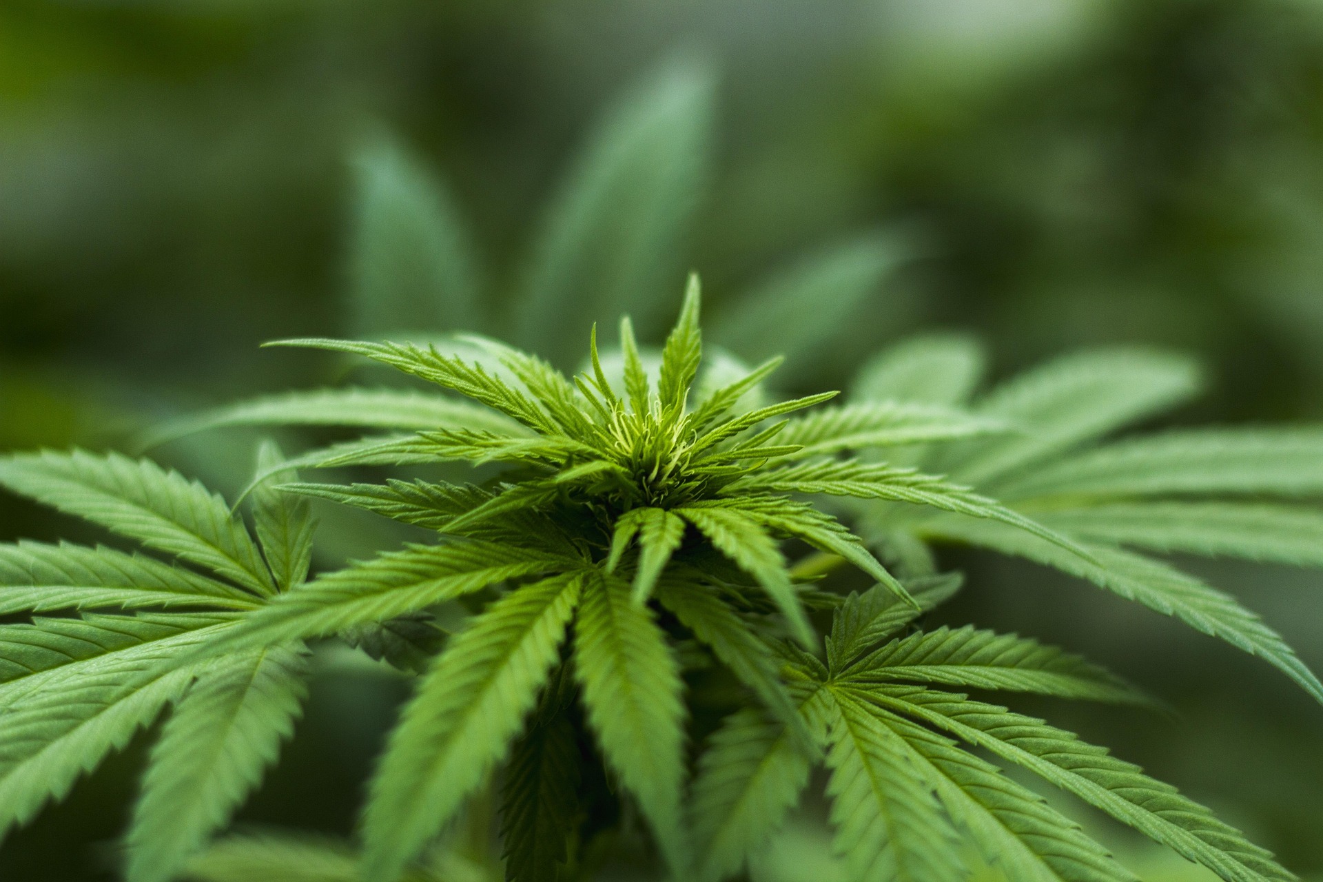 The Green Path will include cannabis and hemp