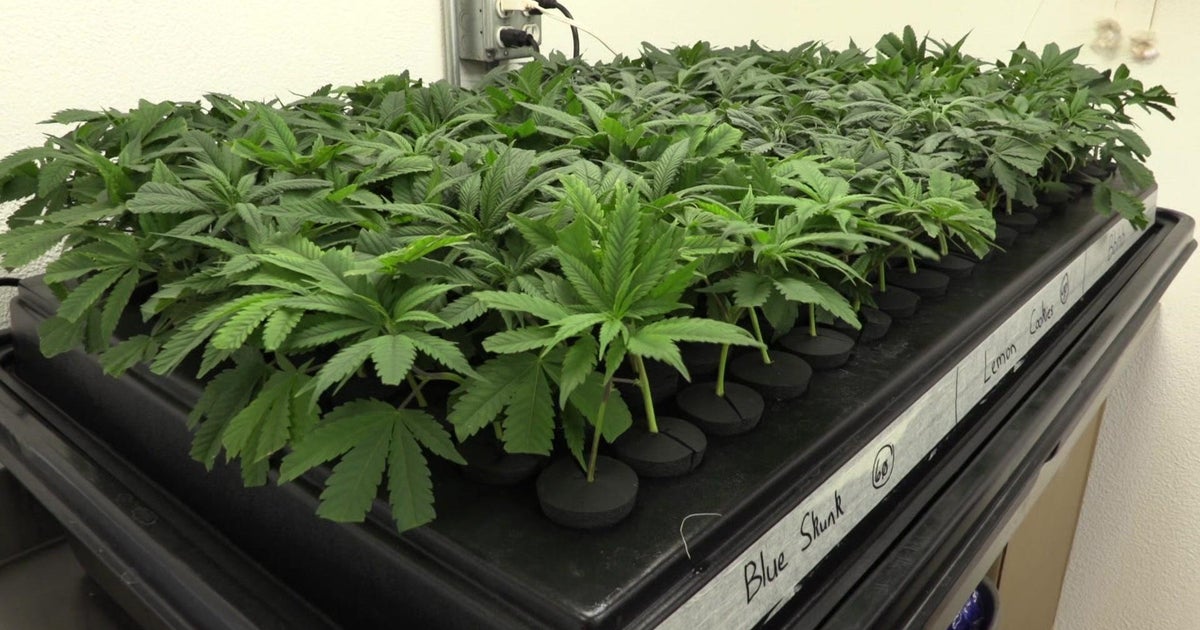Texas House passes bill banning sale and possession of THC cannabis products