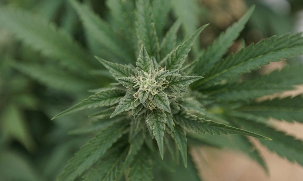 Pennsylvania cannabis legalization bill passed by House (Newsletter: May 8, 2025)