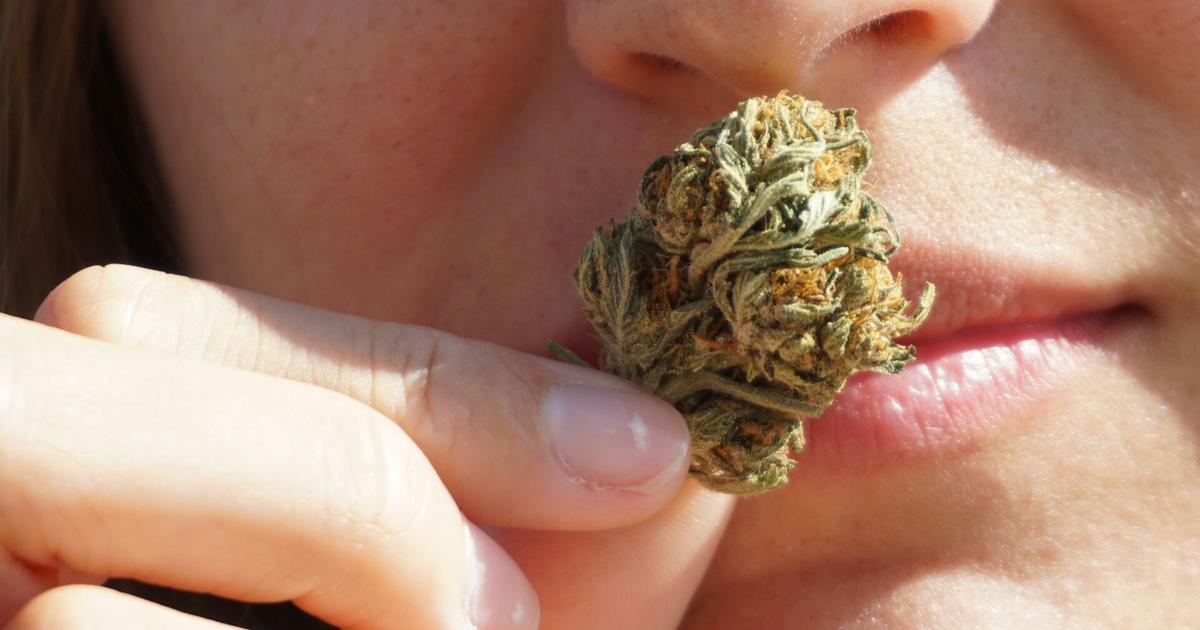 Minority cannabis owners call for more state funding and less regulation | Illinois