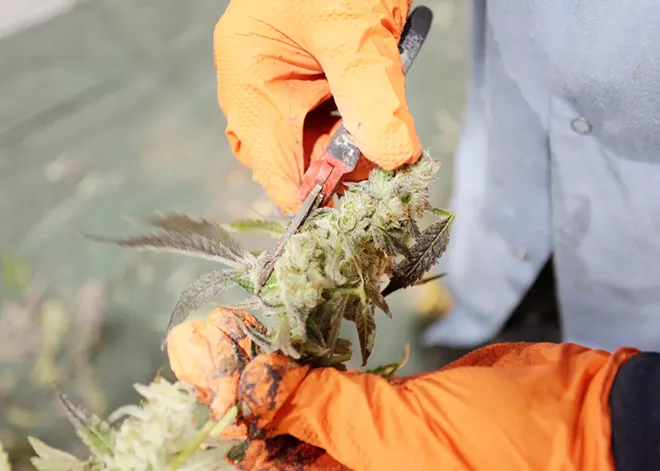 Cannabis policy saw some yeas and some nays in Olympia this legislative sessionBy Will Maupin | Green Zone | Spokane | The Pacific Northwest Inlander