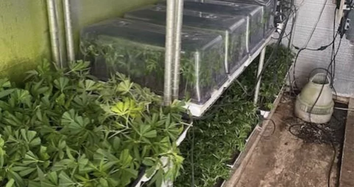 Two Arrested, Over Five Thousand Growing Cannabis Plants Eradicated During Old Fashioned Weed Bust at Redway Home | Lost Coast Outpost