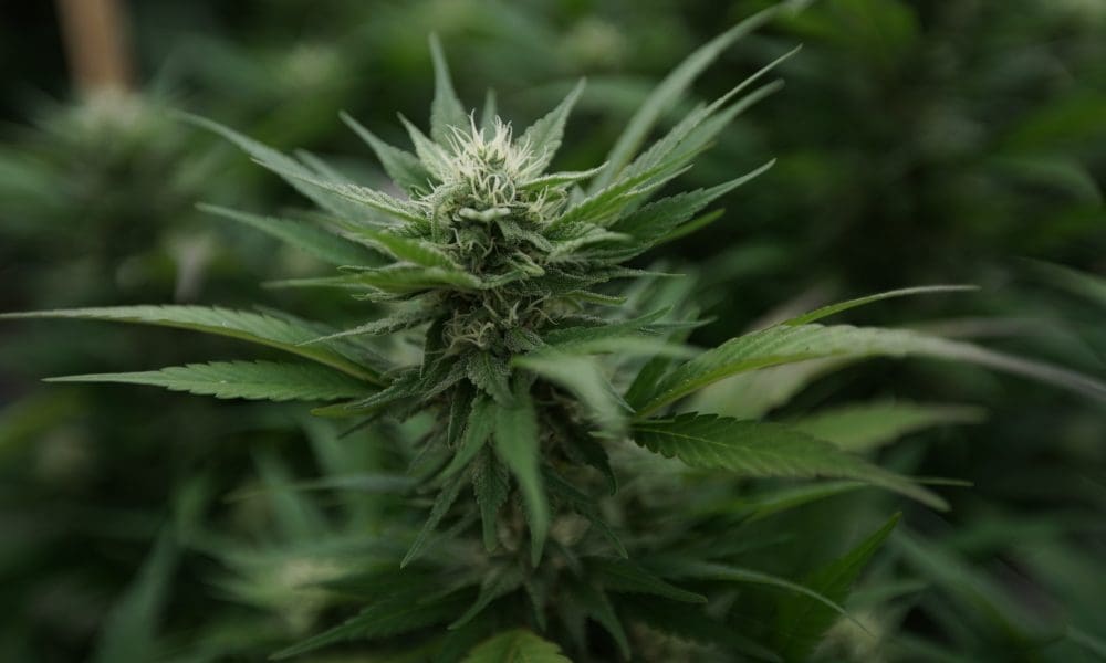DEA nominee with unclear cannabis position advances in Senate (Newsletter: May 23, 2025)