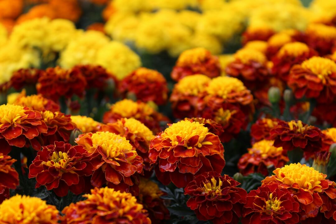Time To Plant Bulbs And Buds