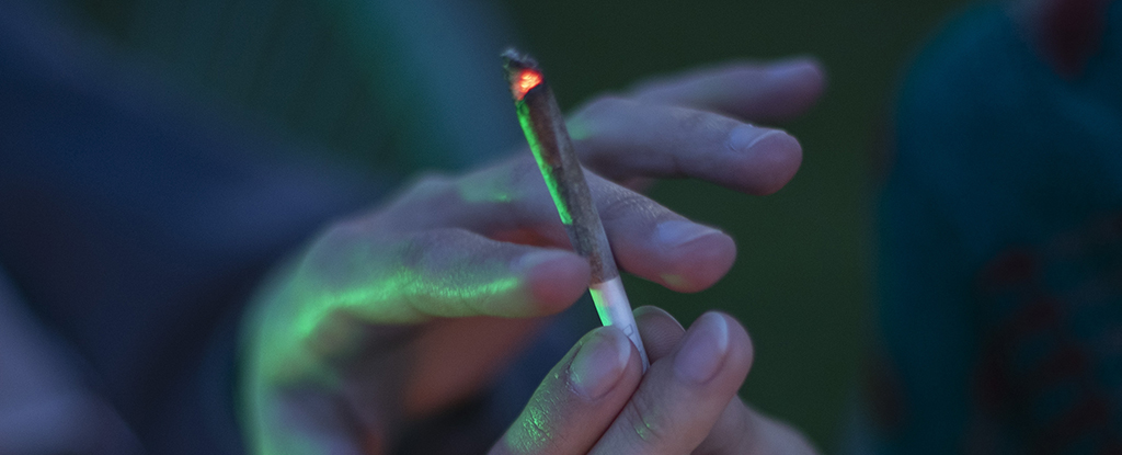 Does Cannabis Lower Sperm Quality? New Study Reveals a Surprise Result : ScienceAlert