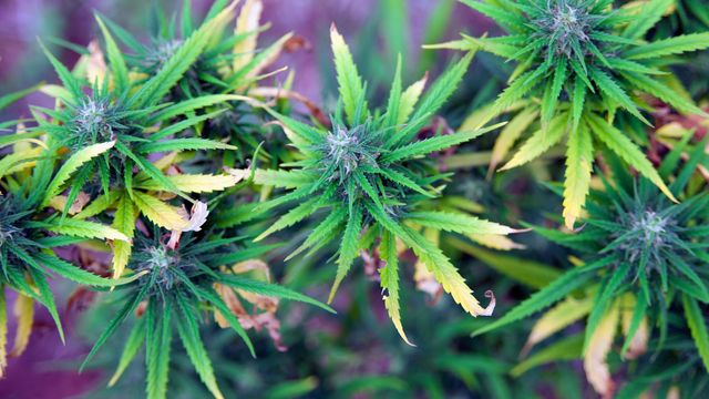 Swiss Trial Links Legal Cannabis To Lower Problematic Use
