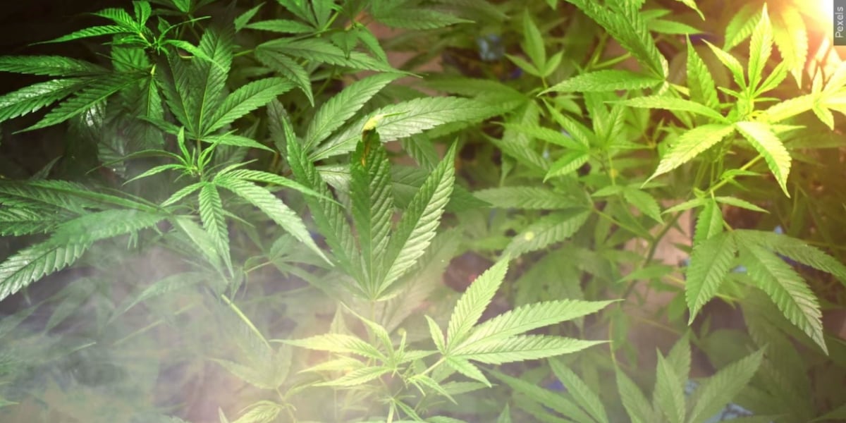 Kent State partnership produces cannabis courses