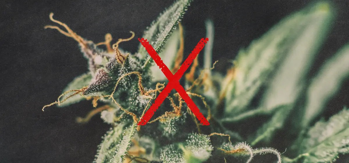 Nebraska AG Pushing Lawmakers to Reject Medical Cannabis Implementation Bill
