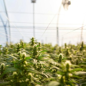 Daily Hampshire Gazette - Cannabis competitor flowering in convenience stores