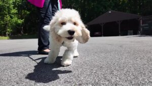 Puppy hospitalized after cannabis exposure; owner issues warning