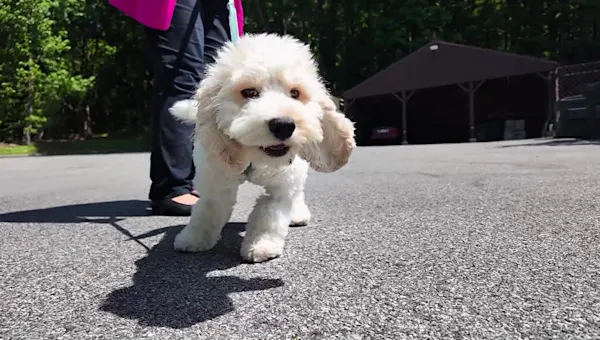 Puppy hospitalized after cannabis exposure; owner issues warning
