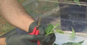 Cal State East Bay offers students the chance to earn cannabis certifications