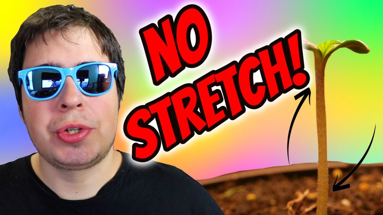 HOW TO PREVENT AND FIX YOUR SEEDLINGS FROM STRETCHING!