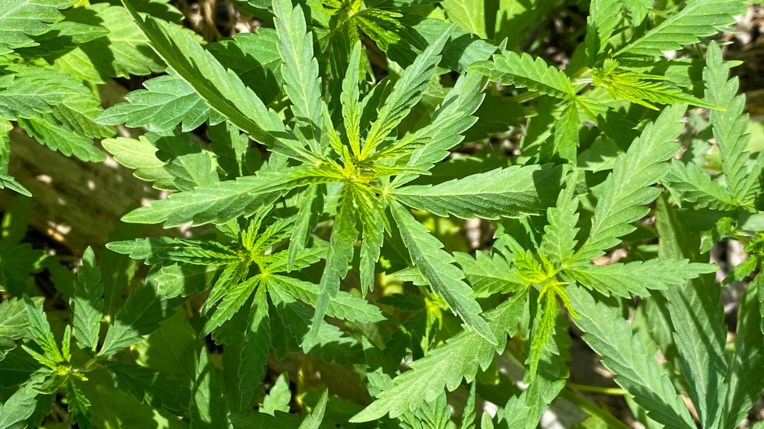 Pa. House cannabis bill voted down in Senate committee