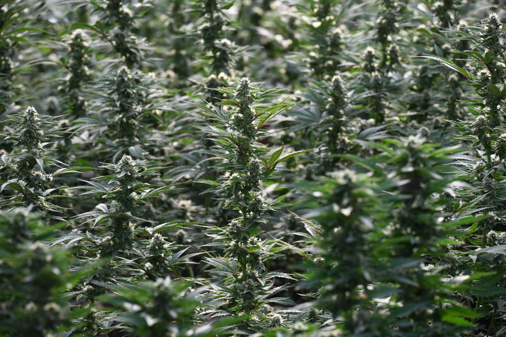 Cannabis legalization bill goes up in smoke following PA Senate Republican opposition