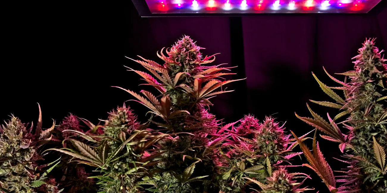 Top 10 Issues in the Cannabis Industry for 2025