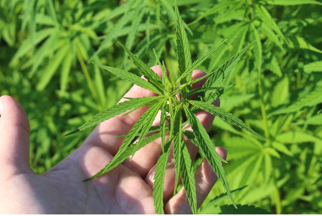 CityWatch LA - How Los Angeles Is Embracing Cannabis Culture