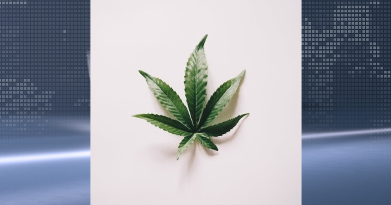 Olmsted County to conduct focus group on cannabis regulations | Local