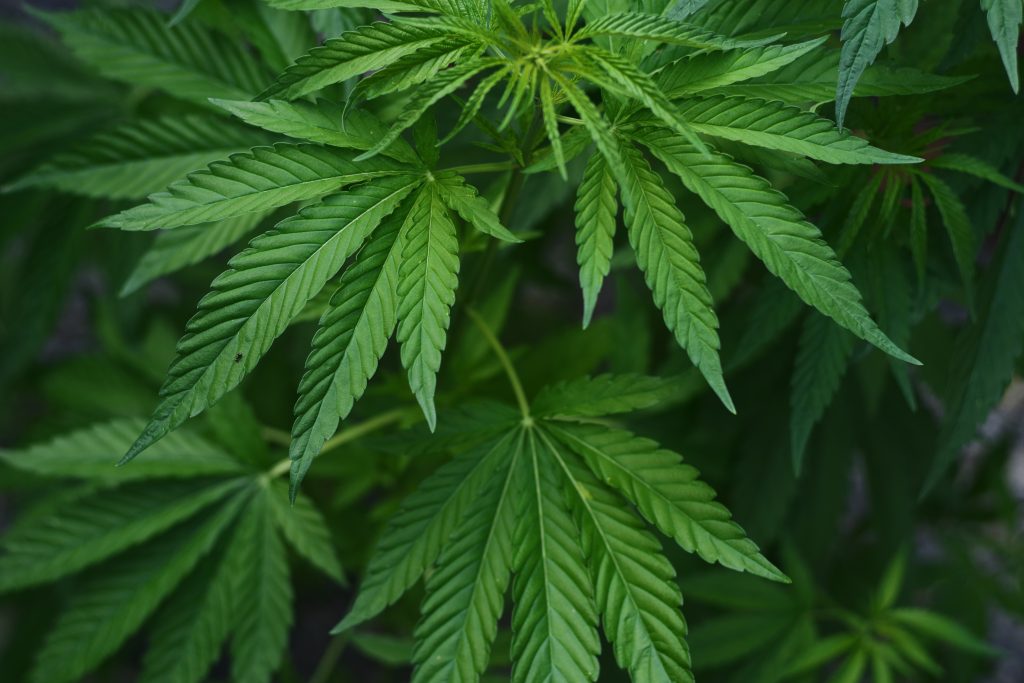 Bill would prohibit cannabis shops close to residential buildings