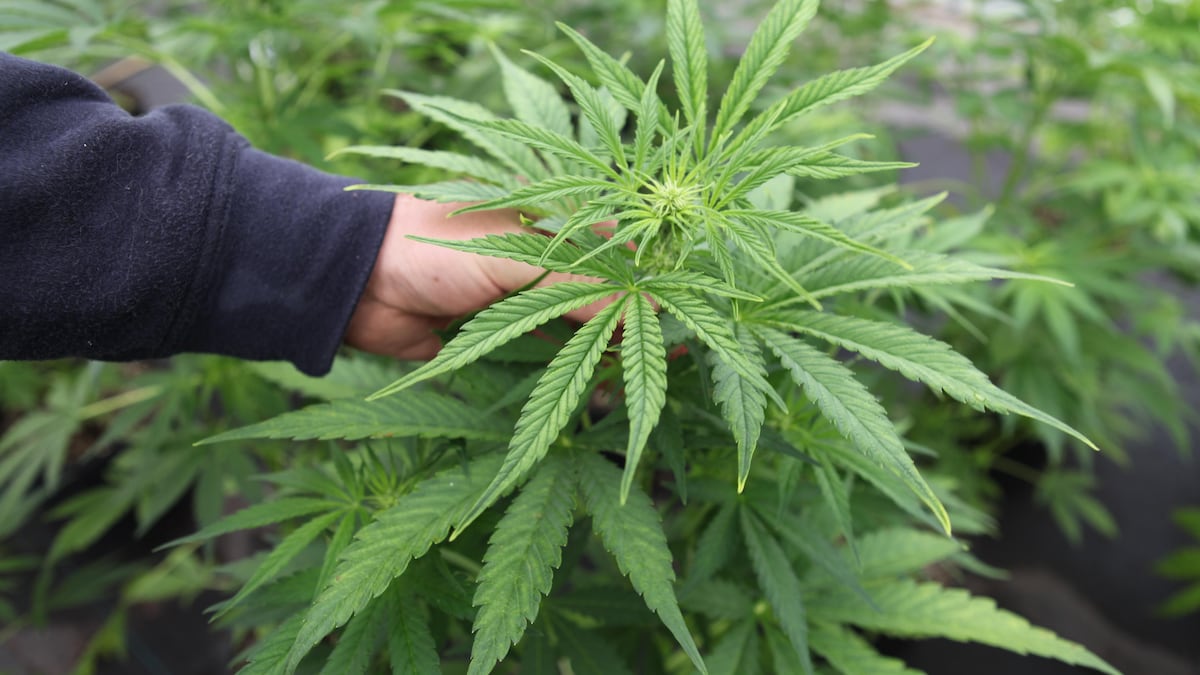 Addiction experts raise alarm about cannabis use among Oregon’s youth