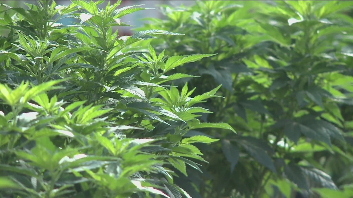 Study shows cannabis helps Minnesotans find relief from obstructive sleep apnea