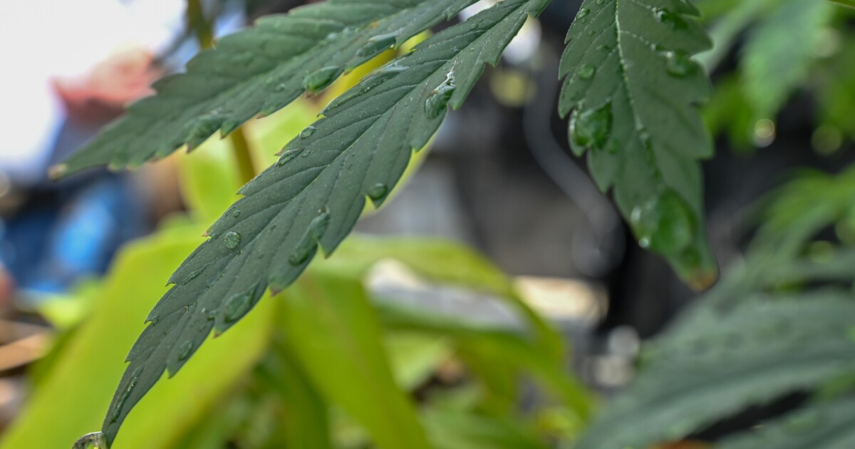 state Senate committee scuttles House recreational marijuana bill