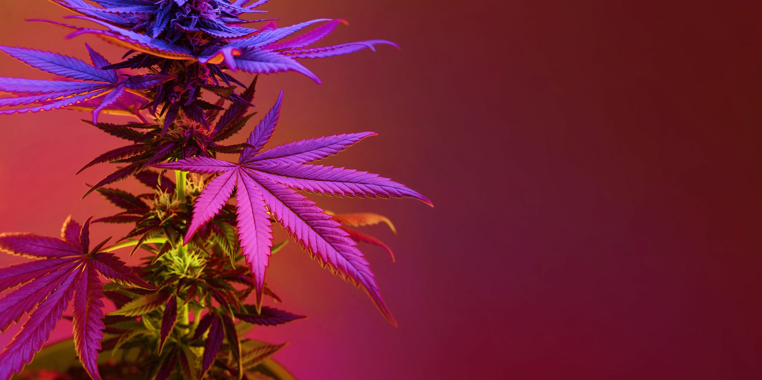 UNLV’s Cannabis Policy Institute & International Gaming Institute to host 2025 "Cannabis & Gaming" Panel — Greenway Magazine