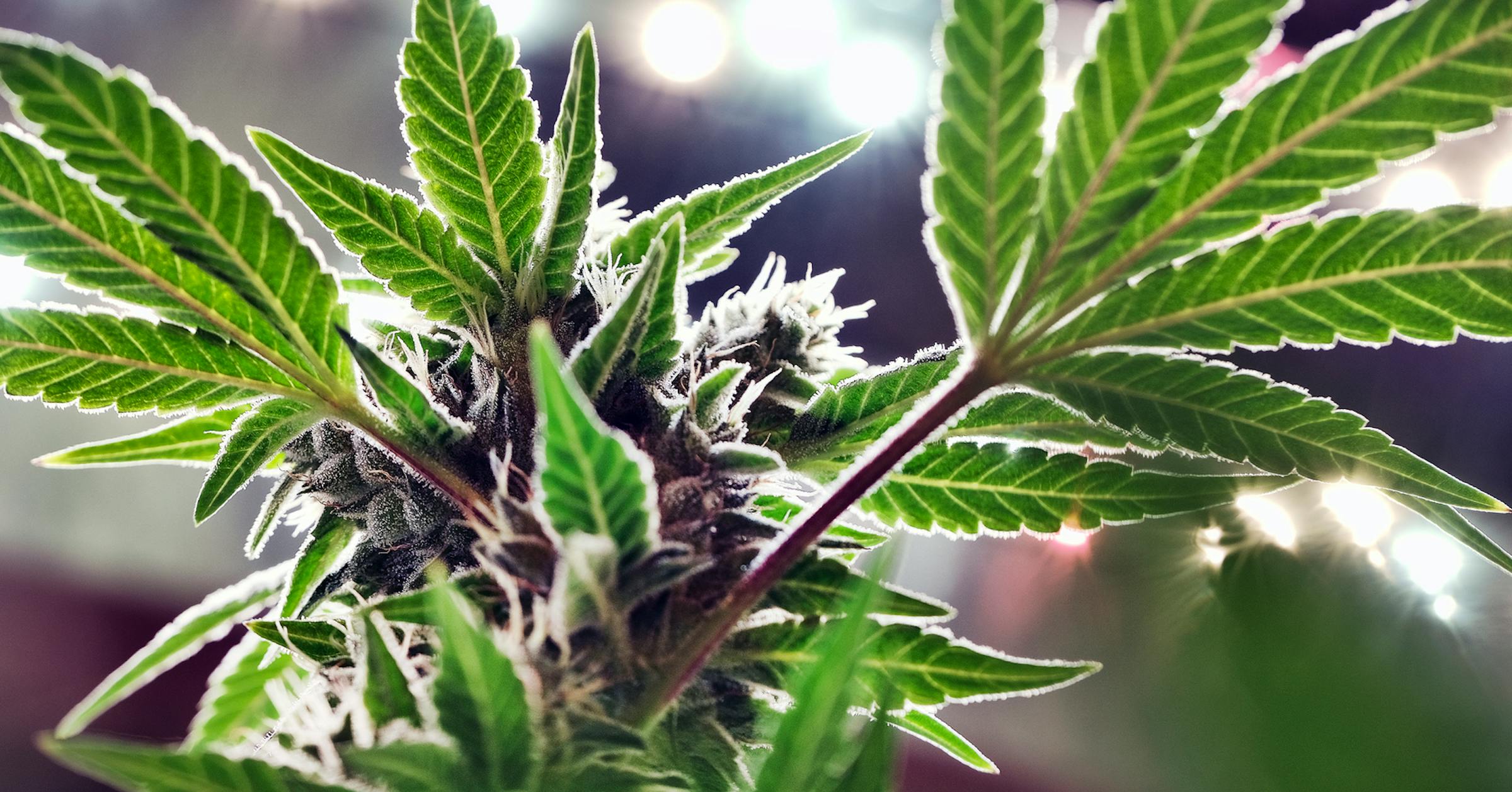 Don’t forget about medical cannabis patients