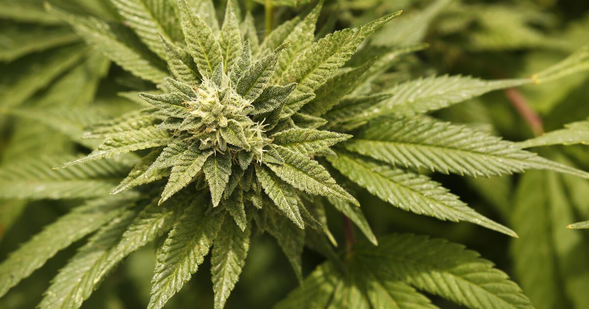 Over $8.4 million in weed, 643 pounds of mushrooms seized in Orange County