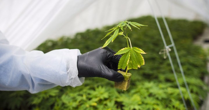 Ford government to overhaul how cannabis stores look in Ontario