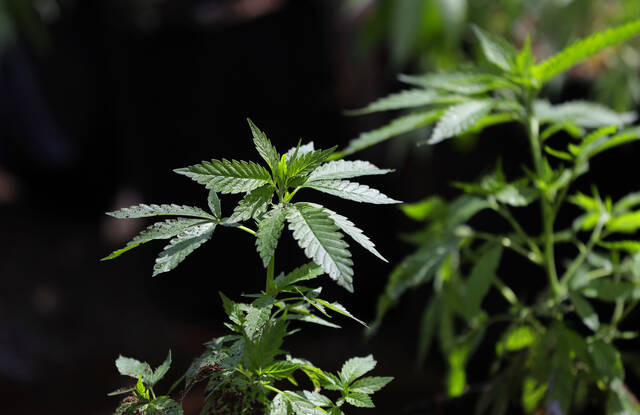 Rep. Dan Frankel: Don’t let corporate cannabis hijack legalization in Pa.