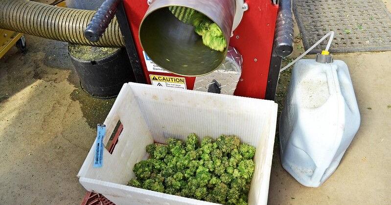 Most Oregon youth don’t consider cannabis use risky. Committee discusses ways to change that. | News