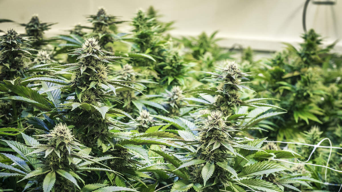 $8.4 Million in Illegal Cannabis, Mushrooms Seized in Westminster