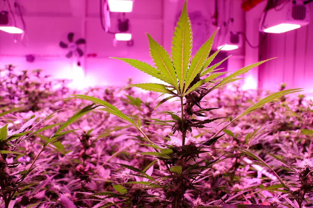Sitka may allow on-site cannabis consumption with code update