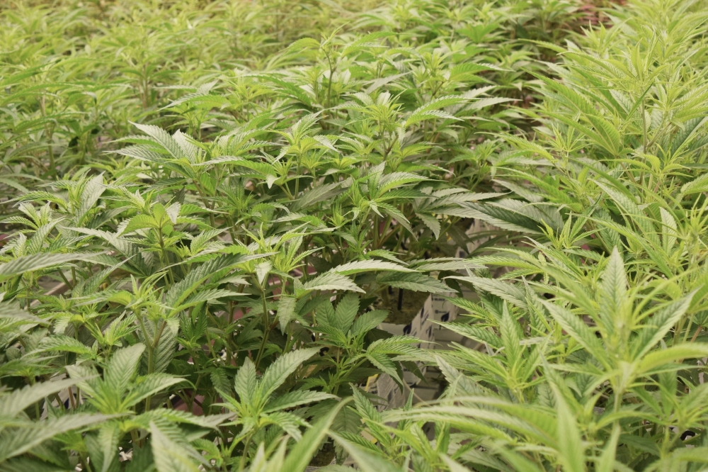Texas House approves expansion of state’s medical cannabis program