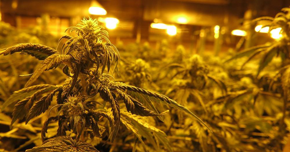 Pillen commits resources to Medical Cannabis Commission, advocates for appointees