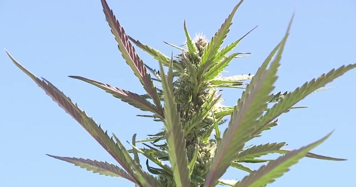 Utah's medical cannabis program hits a new high