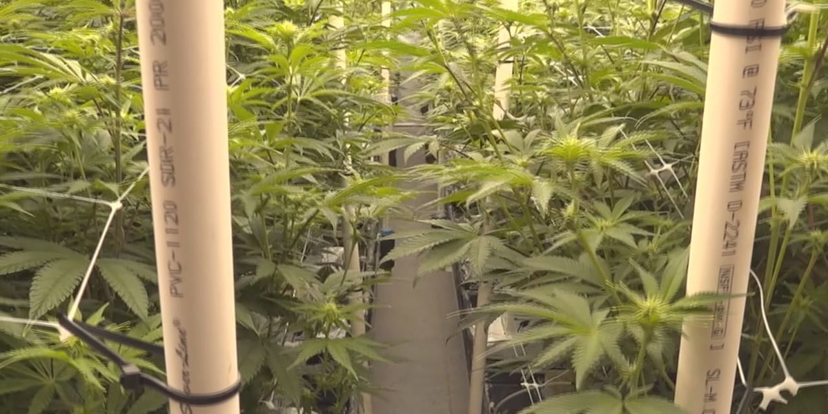 Pillen submits new commission appointments, but medical cannabis proponents question motives