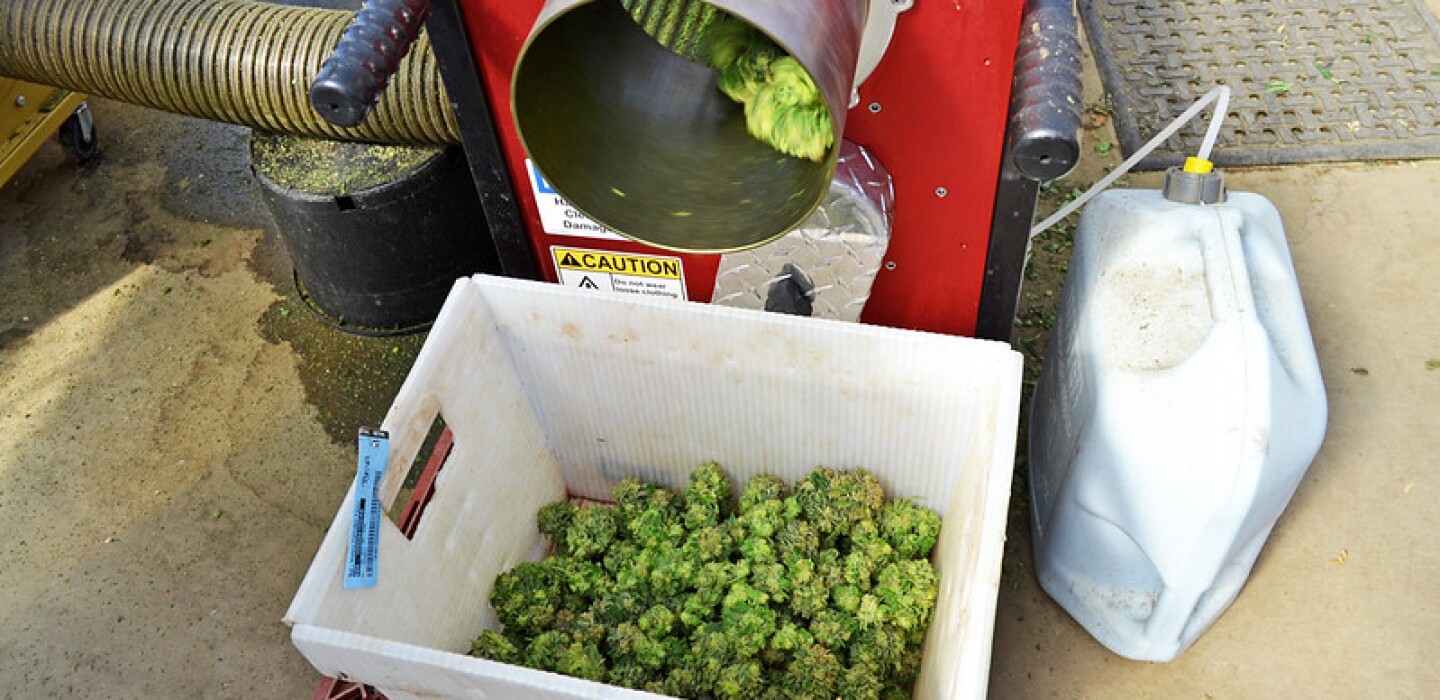 How to Convince Young People Cannabis Use Carries Risk